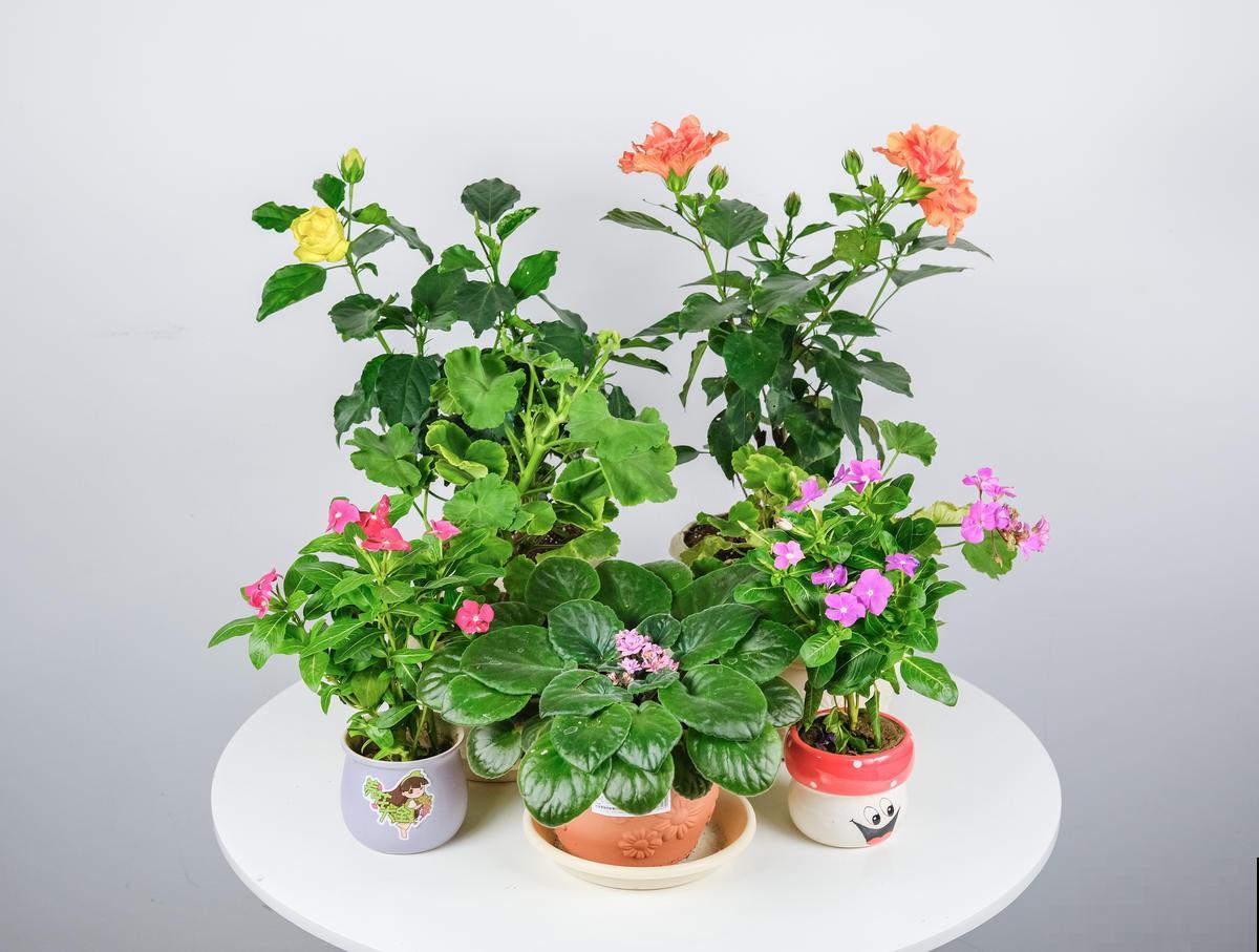 扶桑花开花很容易，只要合理养护，冬天也能开花！