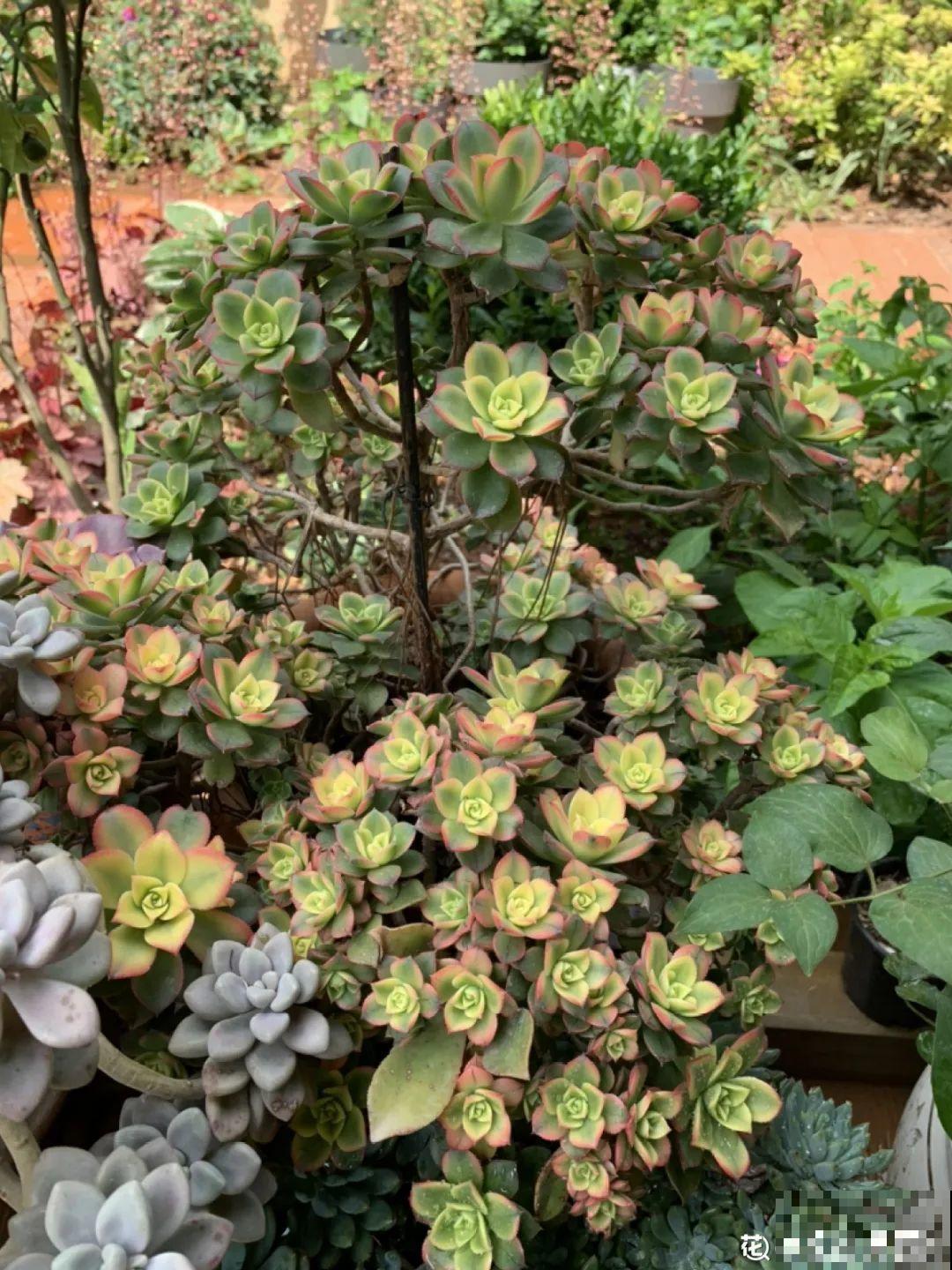 多肉老桩有多美，看着像是艺术品，造型超美