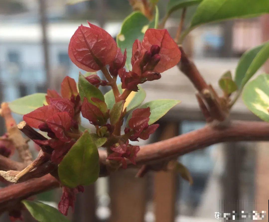 带花芽的枝条不能修剪，未来全是花苞，一剪就亏了