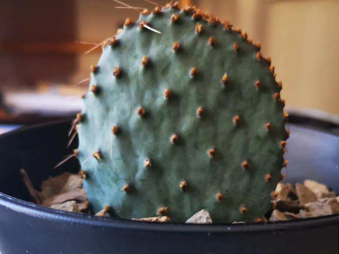 民间十大不吉利花，到底是哪流传来的