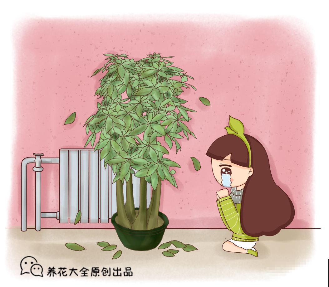 暖气房里养花，这3点做不好，植物黄叶干尖没精神！