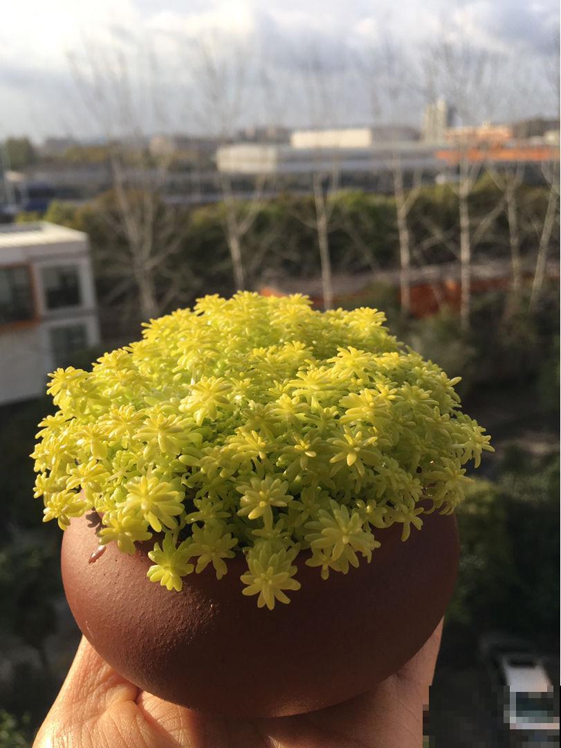 春天特受欢迎的多肉，超全的养护要点，看一遍就能学会