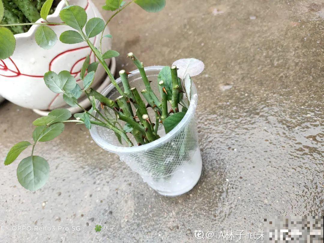 月季12个月计划表，按照这个养，大花墙不是梦！