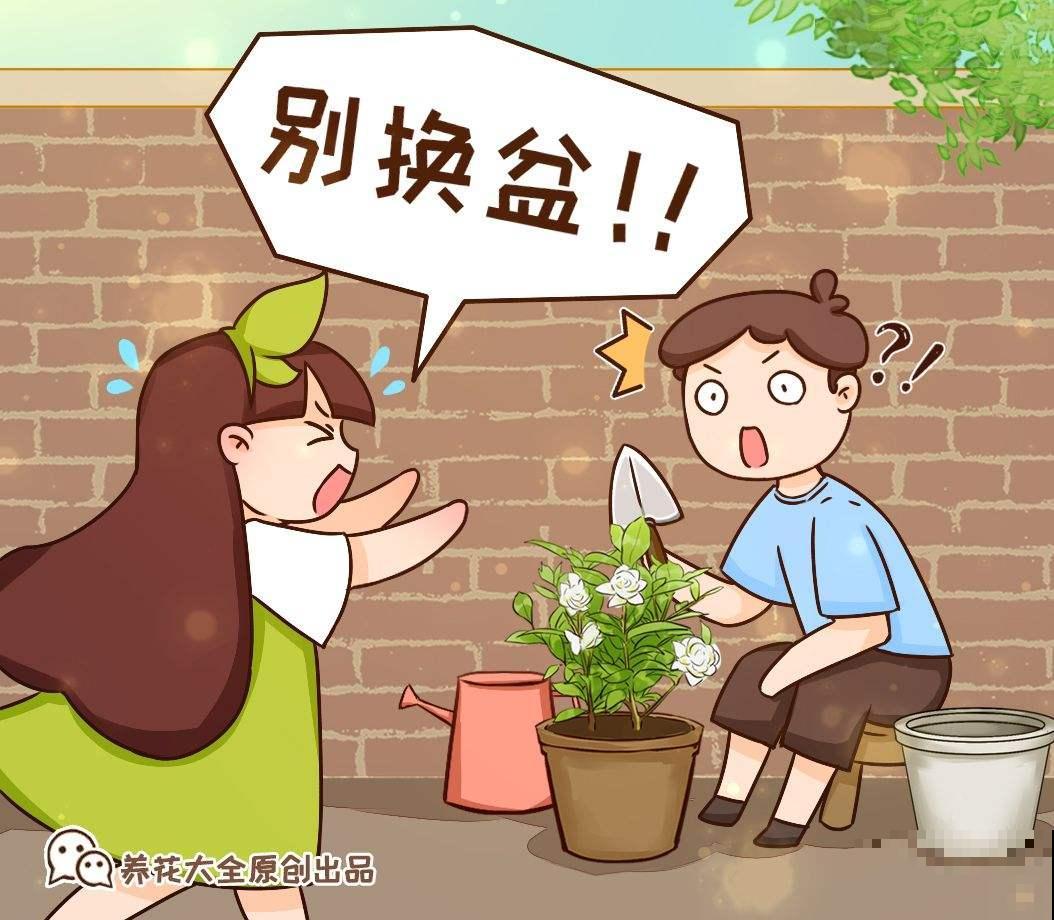 这4种情况不能换盆！不然花养不好，还容易烂根！