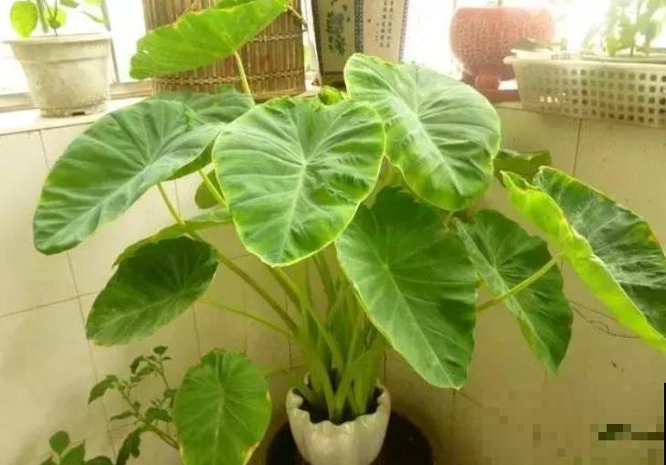 有毒的花卉，只能观赏，还是别在家养了！