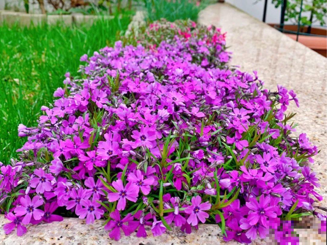 零下20℃，冻不死的花，不用搬进屋！