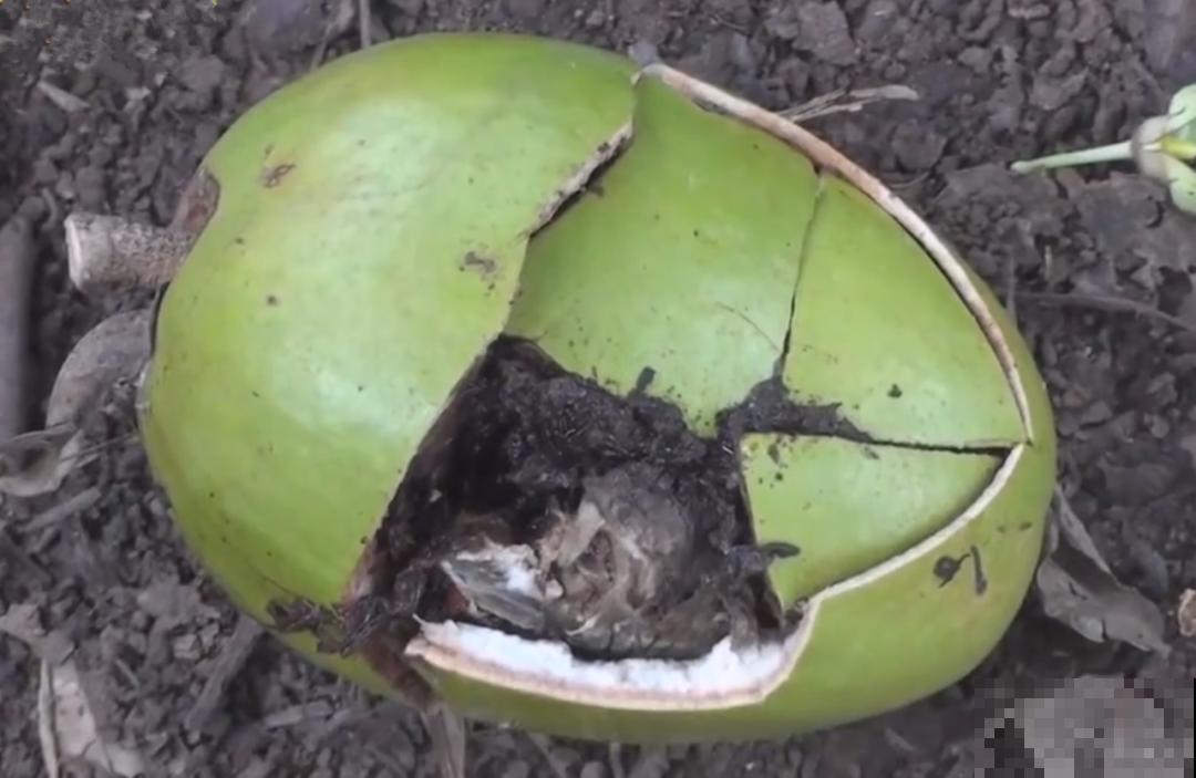 听说有的花能吃人,听着都害怕,是真的吗? 听说有的花能吃人,听着都害怕,是真的吗?