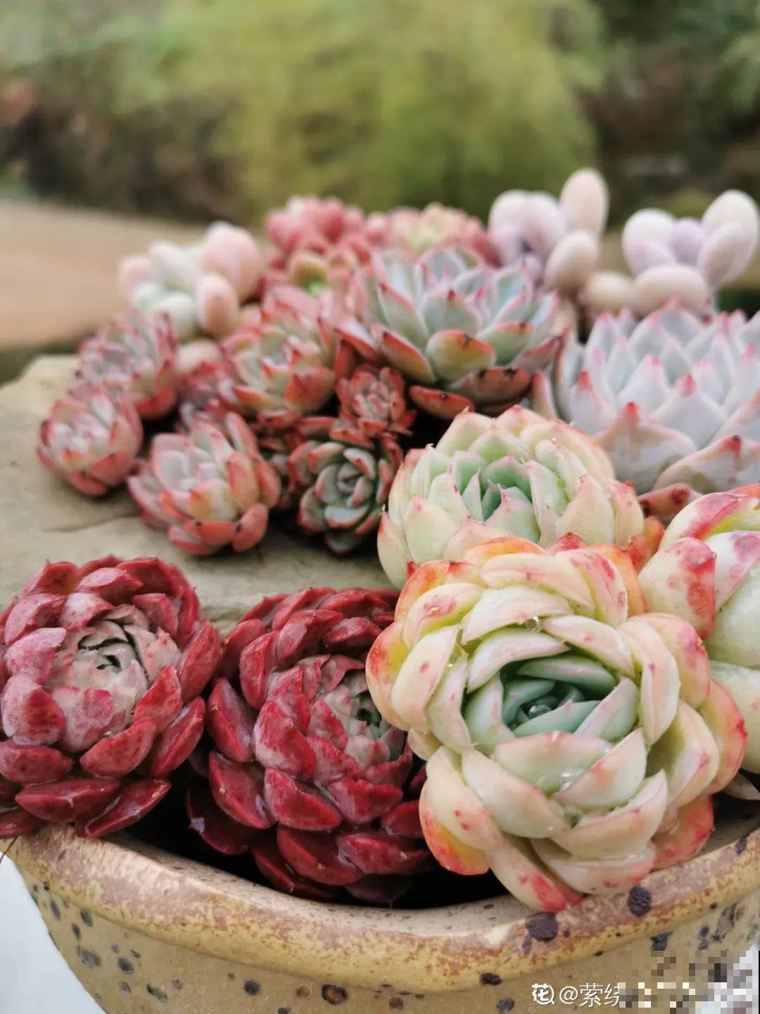 我在村里种多肉,盆盆状态美如画,城里人眼馋 我在村里种多肉,盆盆状态美如画,城里人眼馋