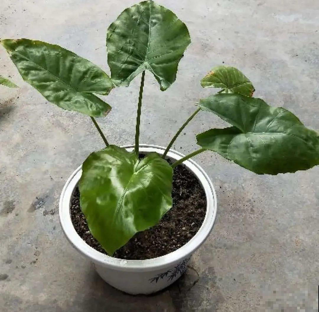 花长得像蔬菜，那也不能吃，有毒的！