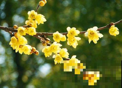 天气再冷也不怕，年宵花梅的养护技巧，你知道多少？