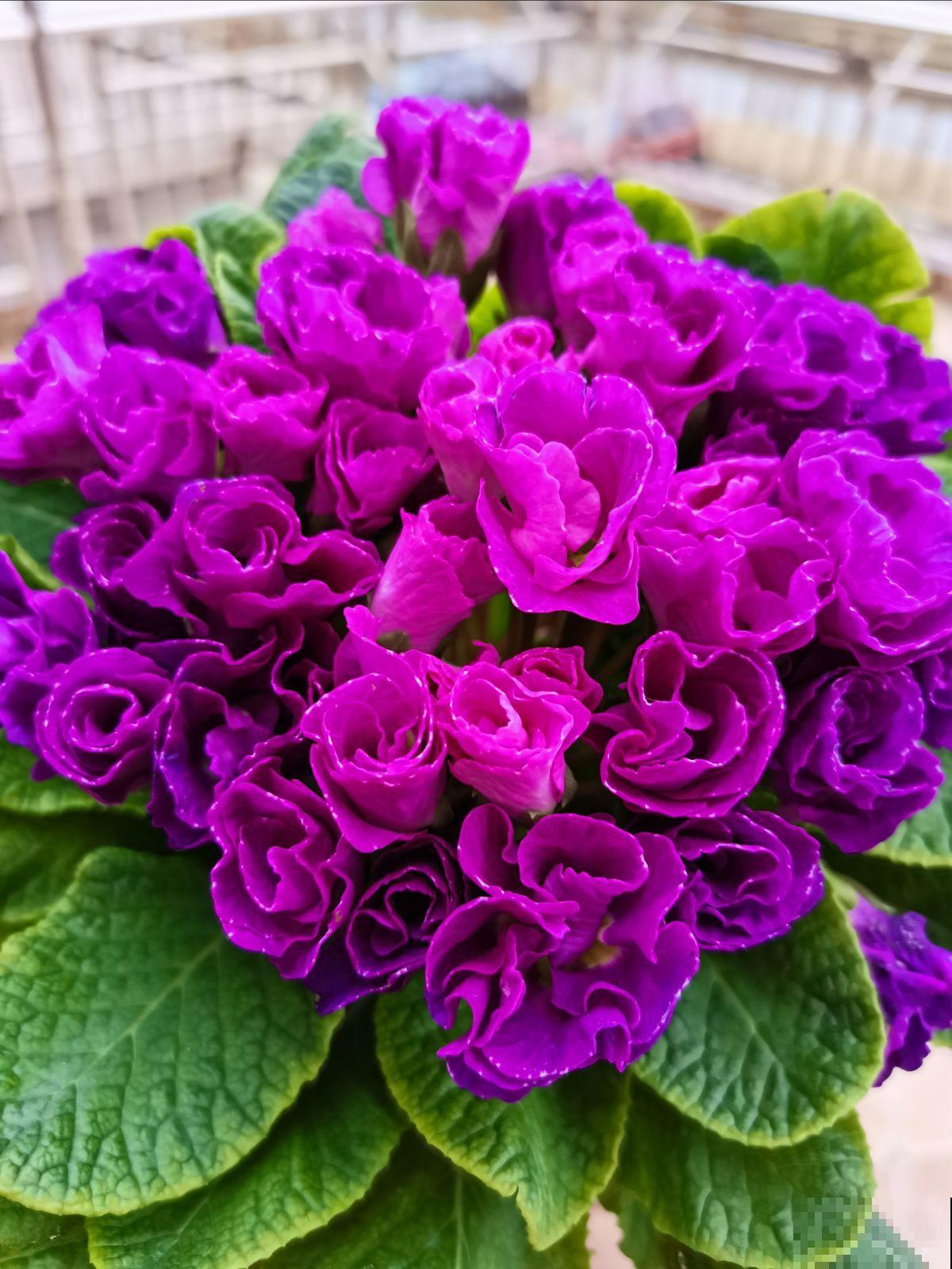 通过养花交到的朋友，是我一生的荣幸……