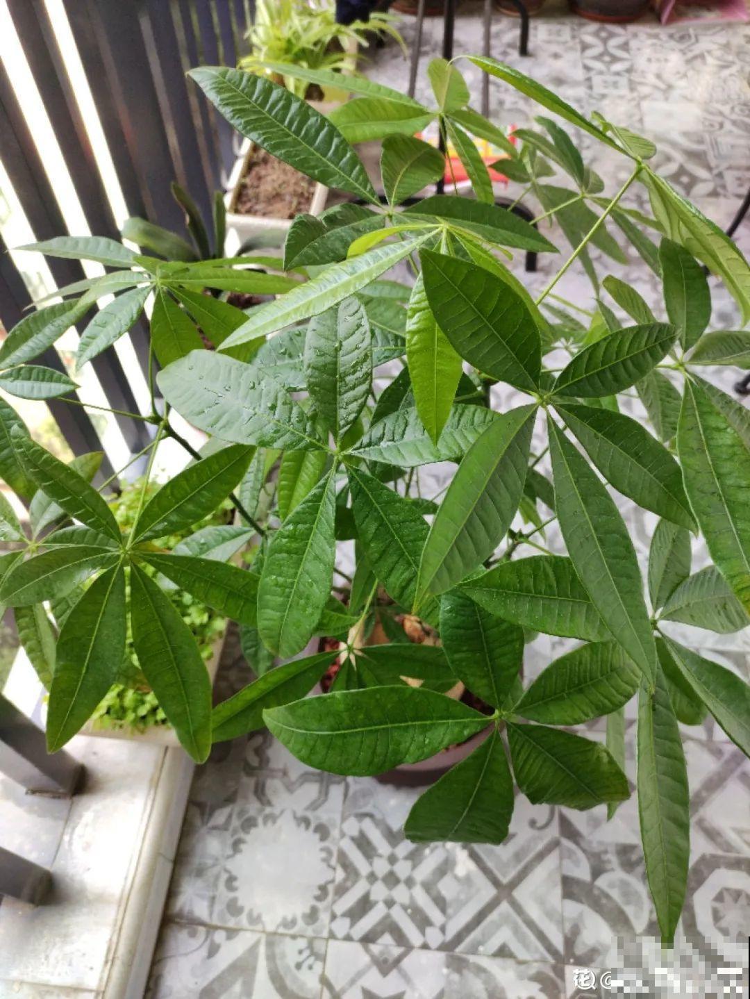 2月养花下狠手，剃光头、撸光叶，越狠越开花！