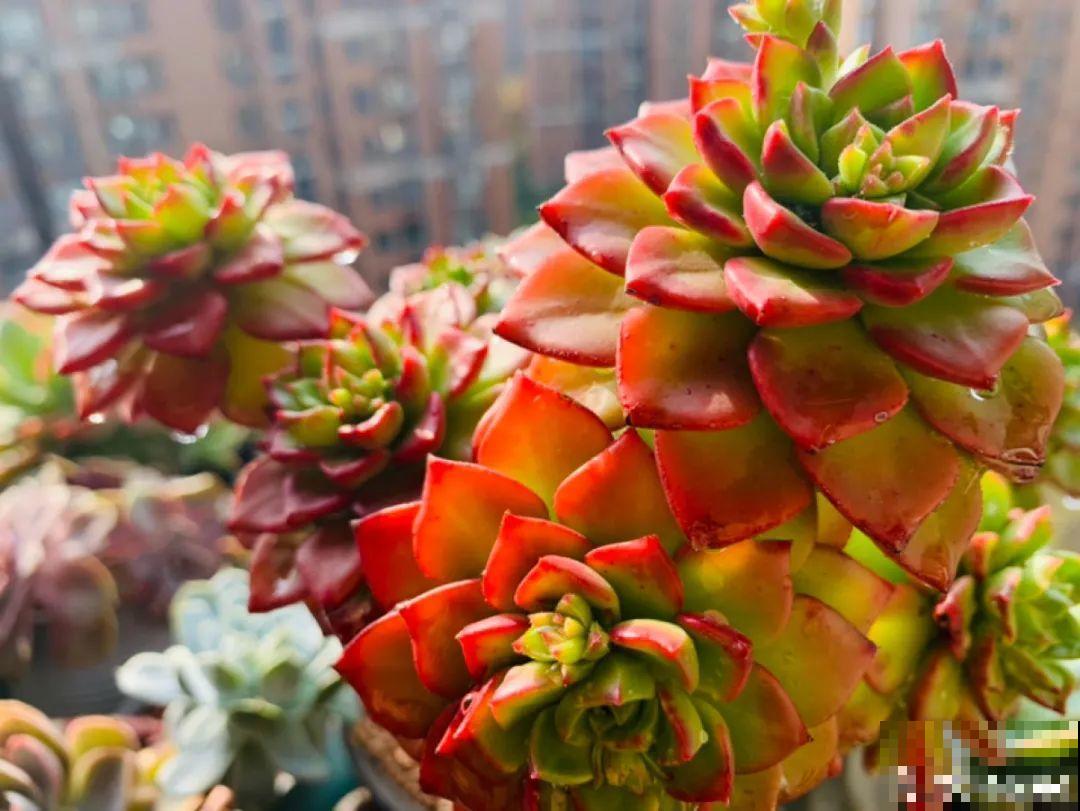 小阳台也能养多肉，一尺一寸，都是繁华！