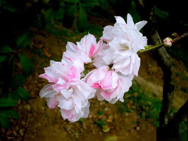 学会养护要点，碧桃花在家也能养，开花太美了！