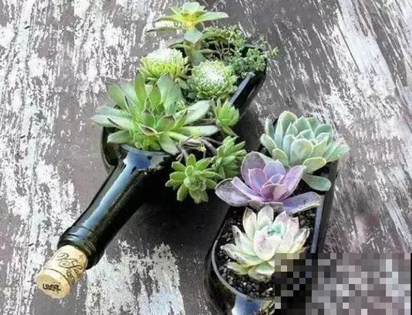 养花不用施肥!养花“万能”水,养出漂亮花卉! 养花不用施肥!养花“万能”水,养出漂亮花卉!