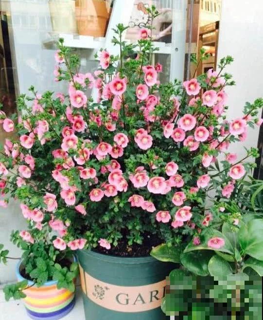 小木槿也是“开花机器”,4个细节把握好,平安过冬没压力! 小木槿也是“开花机器”,4个细节把握好,平安过冬没压力!