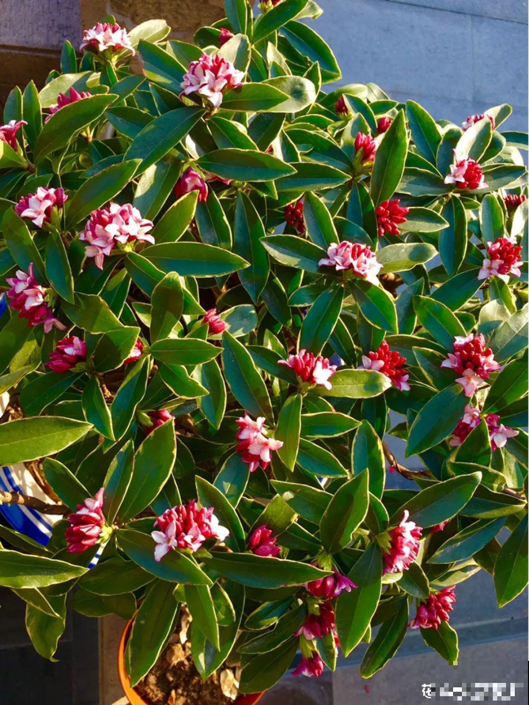 梦想有个院子，养花弄草，过舒心日子！