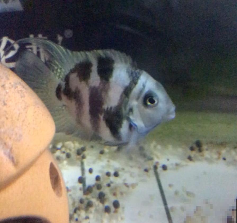 养鱼水浇花肥效好？为啥越浇越坏？这3点要注意！