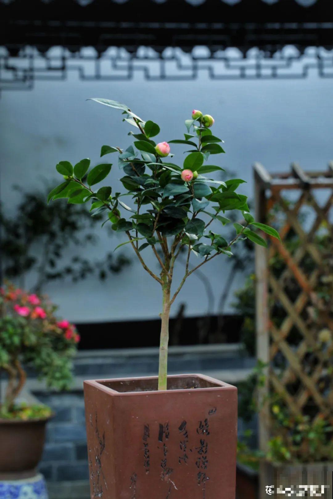 梦想有个院子，养花弄草，过舒心日子！