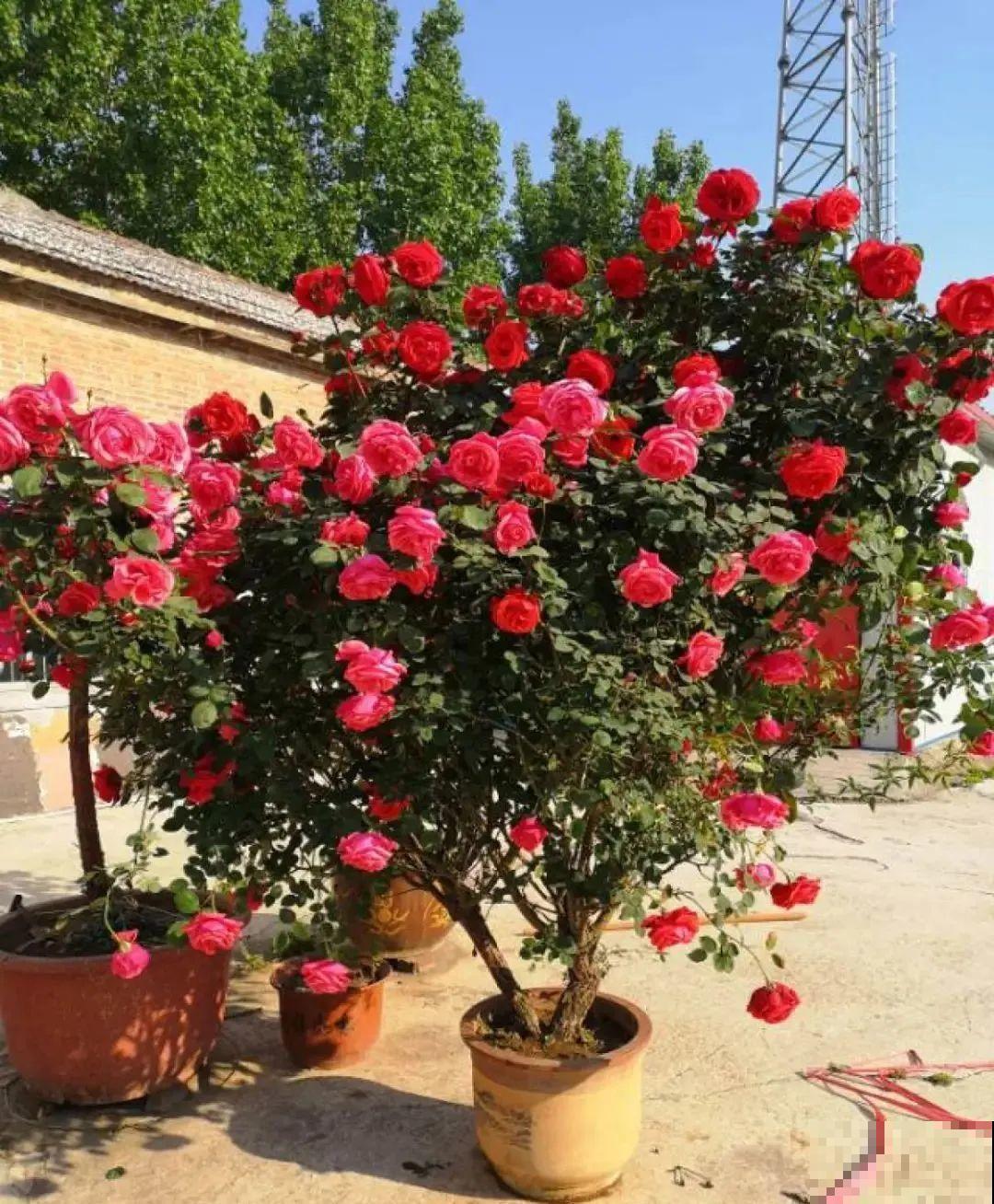 5种花养在小花盆里，只要养两年，就能变成老桩