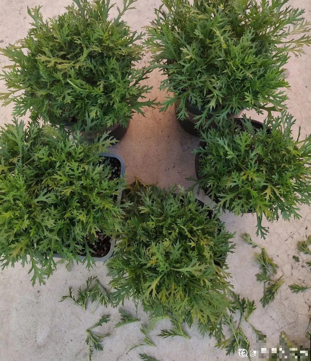 20种花春天开得正盛,花期长、容易爆花,虫害少! 20种花春天开得正盛,花期长、容易爆花,虫害少!