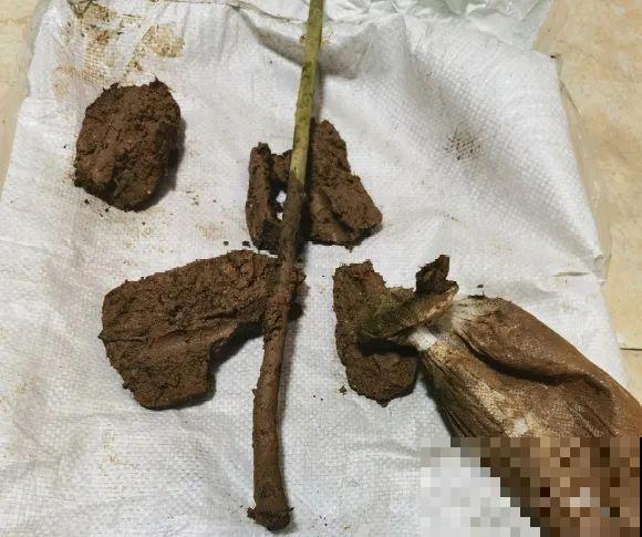 10年的绣球大老桩，九块钱也别买，难开花还浪费感情