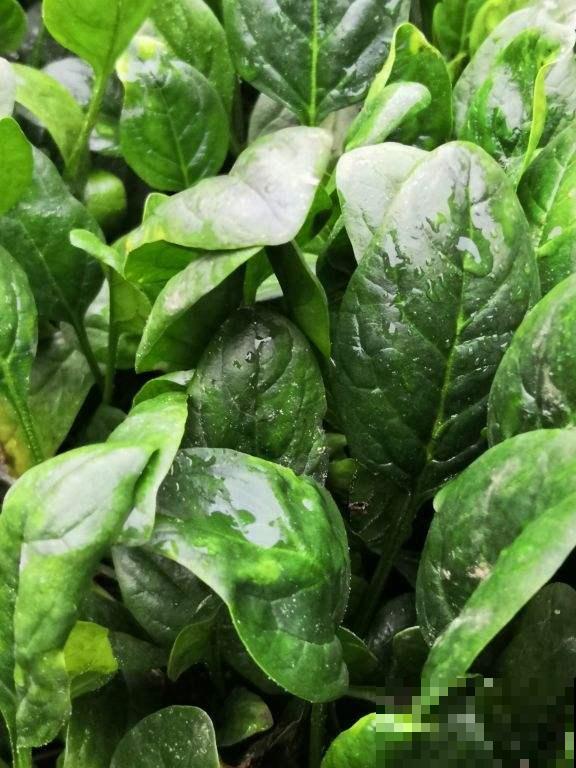 还有半个月立春，立春之前吃4种菜，能有效缓解“春燥”