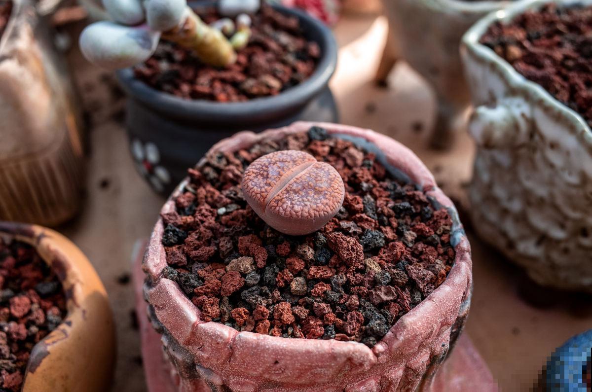 植物总是养不好？土里加这5种颗粒，再也不会黄叶烂根！