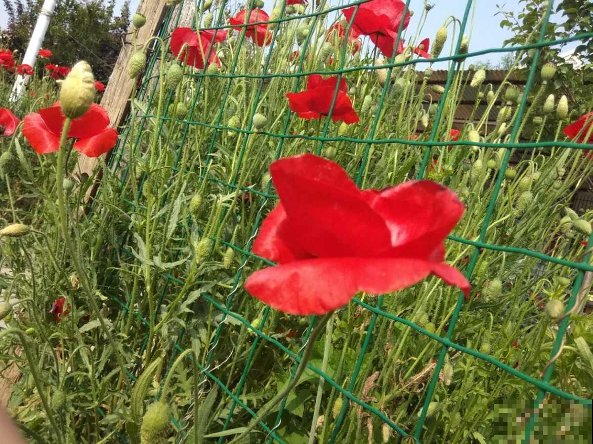 在家想养虞美人，注意做好这4点，每一盆都能开出漂亮的花！