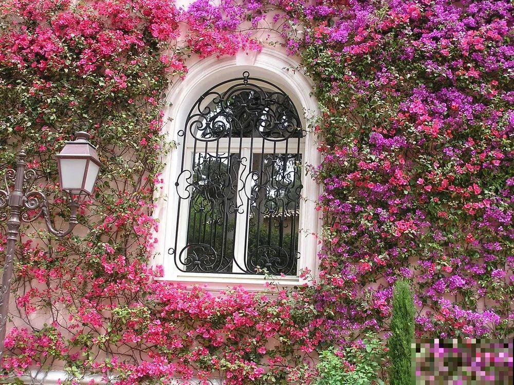 我想有一个,开满花的窗台,每天赏花! 我想有一个,开满花的窗台,每天赏花!