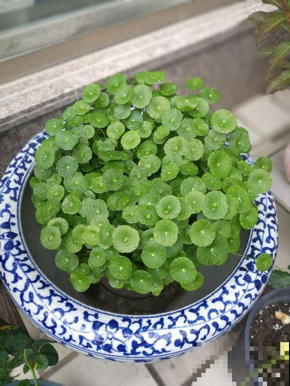 室内养花有门道，不能的随便养，不然对身体不好