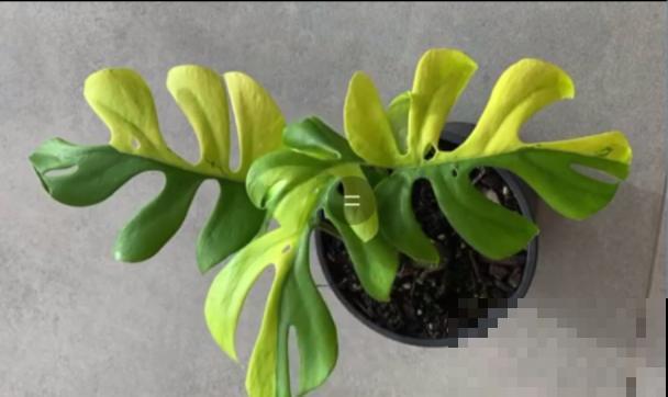 千万不要动我的花，以免赔的倾家荡产！