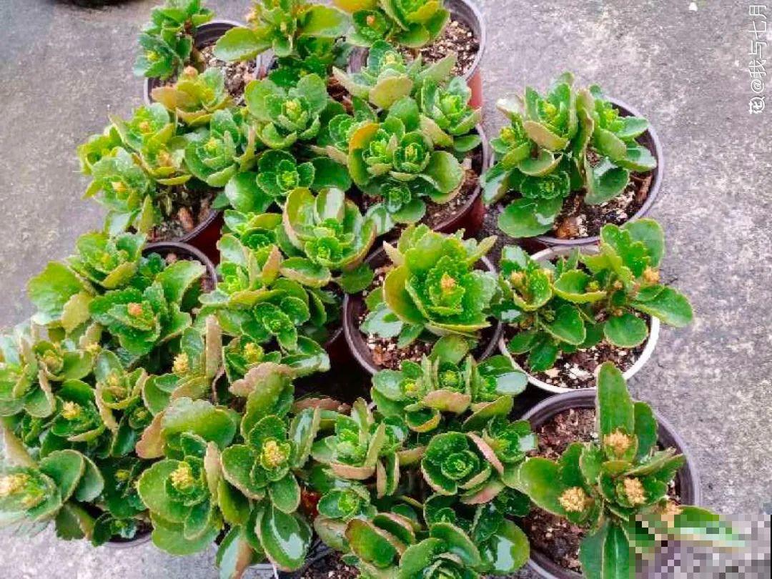 “过年花”开完，还能分10盆，每年都开花