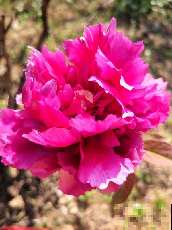 5种财运花,只要养一盆,寓意财源滚滚来 5种财运花,只要养一盆,寓意财源滚滚来