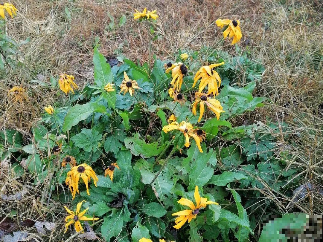 只需要种一次的花，年年疯长，除都除不尽