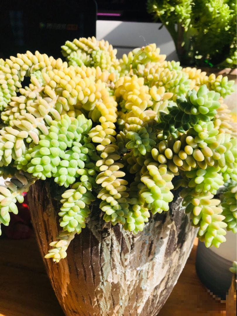 多肉招人喜欢的4点，好看好养是次要，关键是太可爱