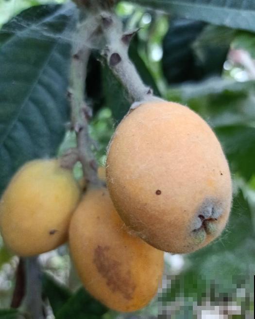 黄色小果太美味，奈何贵，阳台种一棵，果实挂满枝！