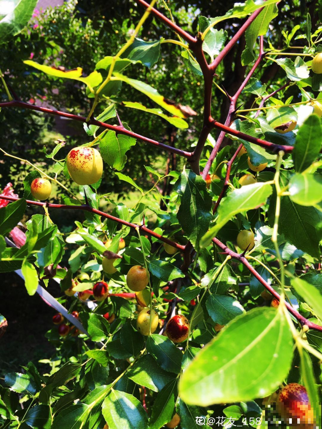 家里养盆镇宅花,一年红红火火,好运满满 家里养盆镇宅花,一年红红火火,好运满满