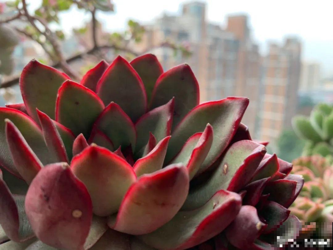 小阳台也能养多肉，一尺一寸，都是繁华！