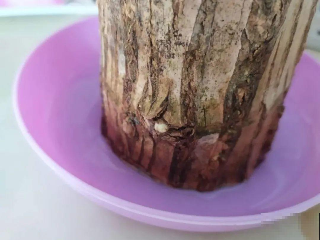 网上买的小木桩，泡水半个月，臭了还没长芽！