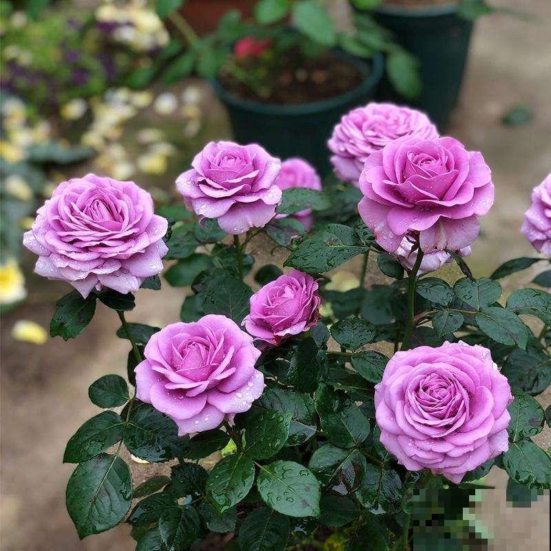 春天了,3种花要苏醒,准备修剪施肥浇水了! 春天了,3种花要苏醒,准备修剪施肥浇水了!