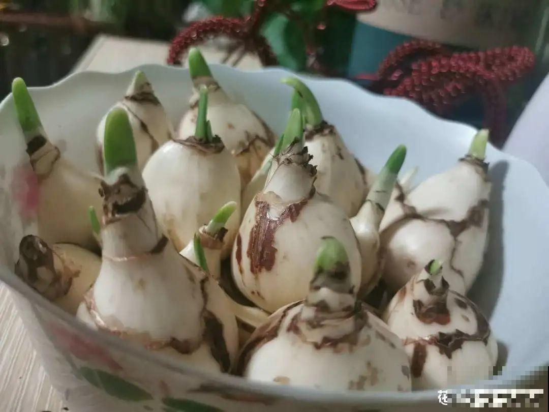 牙签串大蒜，冒充七彩水仙？千万别上当！