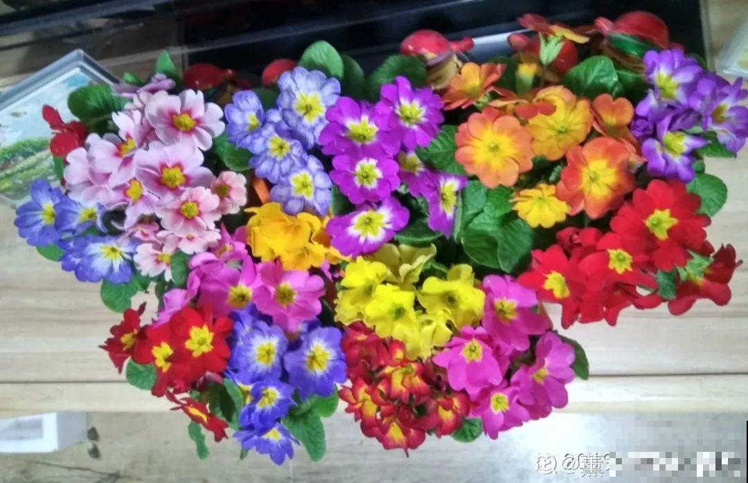 16种高颜值花，冬天耐寒不娇气，新手也能养爆盆