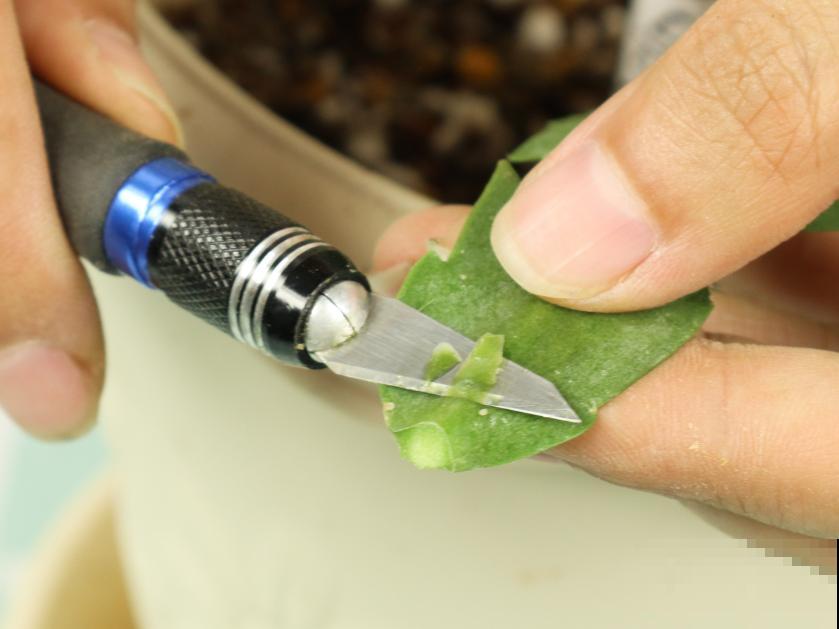 养护蟹爪兰,要注意8个要点,才能开出仙气飘飘花 养护蟹爪兰,要注意8个要点,才能开出仙气飘飘花