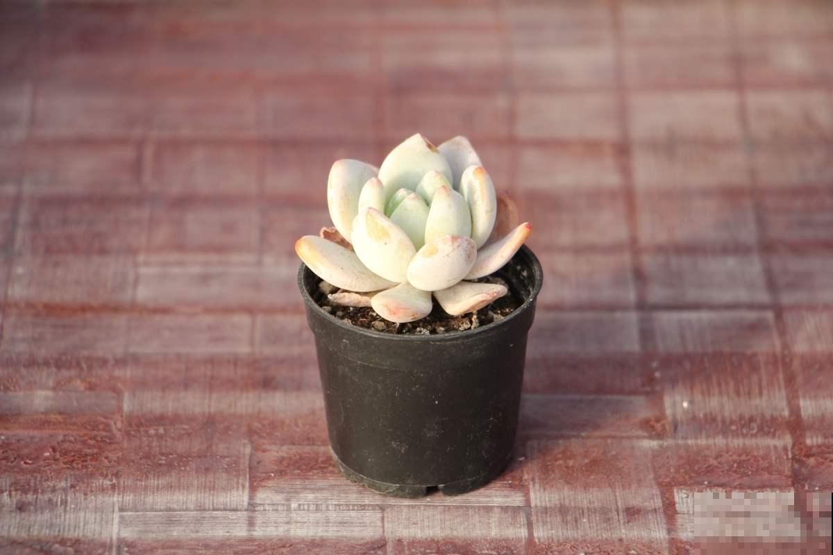 养护多肉千万不要踩的坑，一定要记清楚，不然很难养得活！