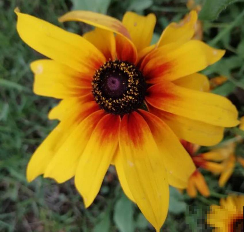 盘点那些名字难听的花,因为名字被人忽视,开花却非常美! 盘点那些名字难听的花,因为名字被人忽视,开花却非常美!