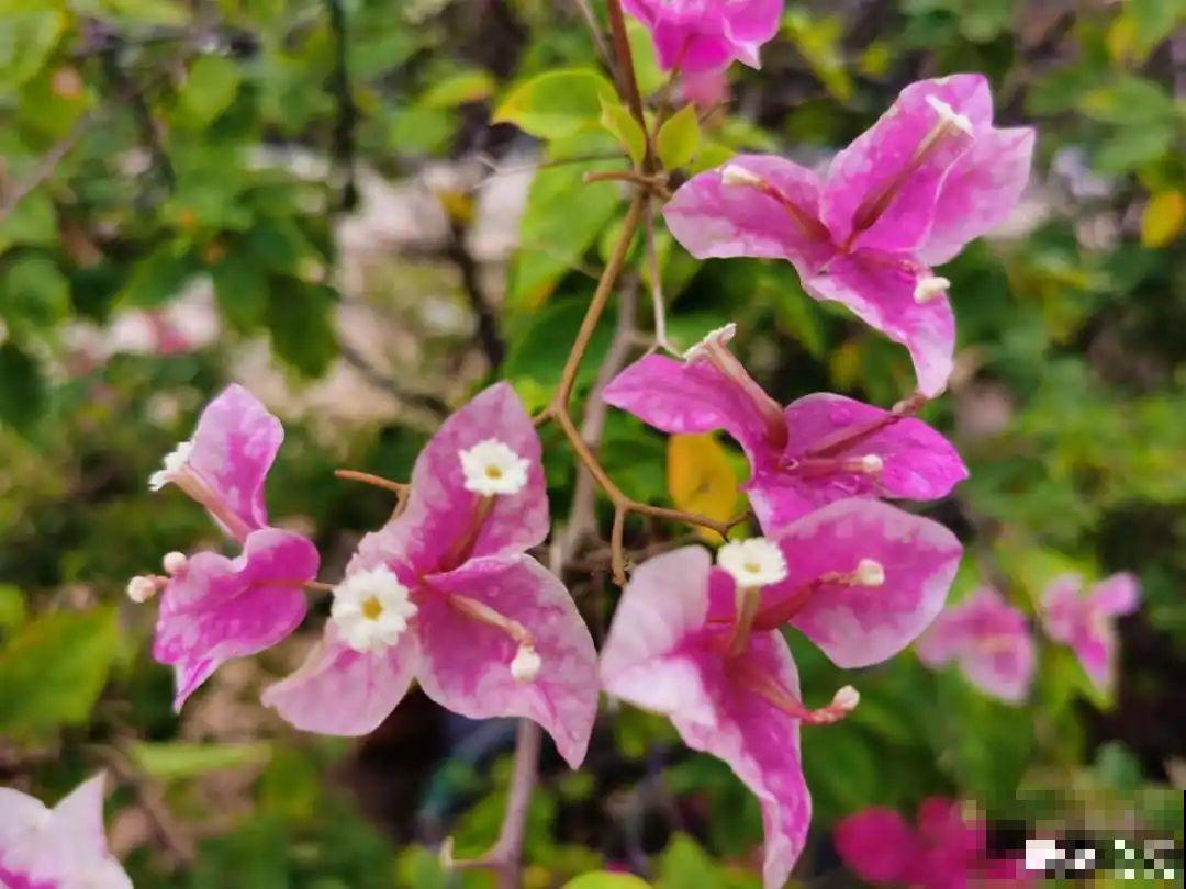 民间十大不吉利花，到底是哪流传来的