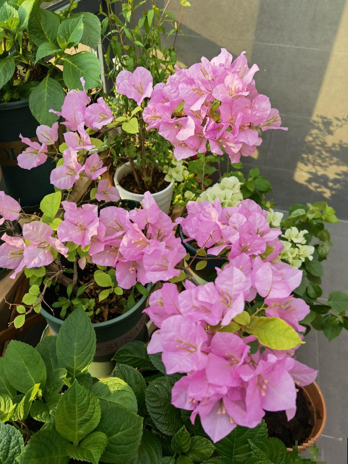 初春三角梅养护,要格外注意4要点,才能开花爆盆 初春三角梅养护,要格外注意4要点,才能开花爆盆