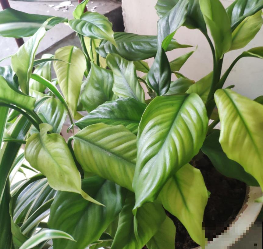 家里的蟑螂太烦人？养上几盆花，“大强”躲得远远的！