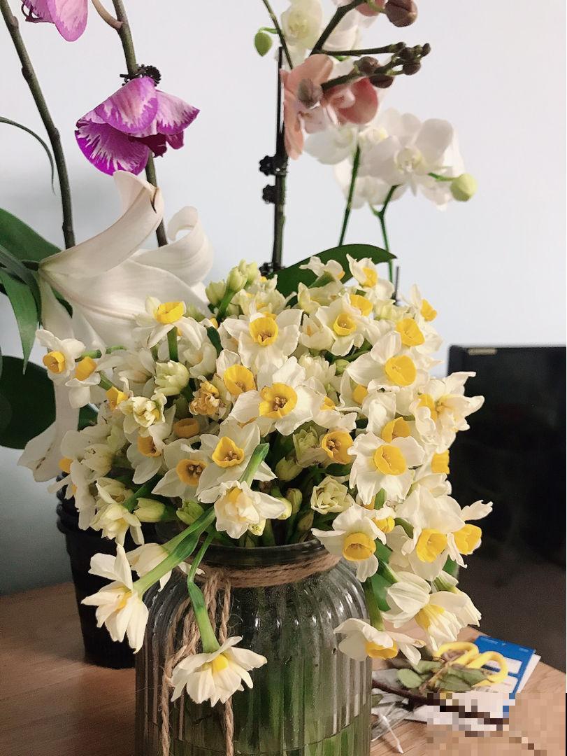 家里养盆“金贵花”，养人养身心，寓意还好